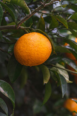 제주도 귤 나무 풍경