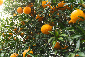 제주도 귤 나무 풍경