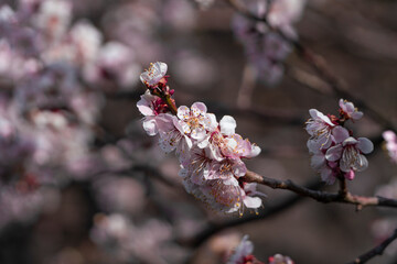 제주도 벚꽃 풍경
