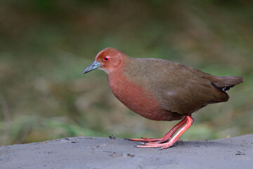 very beautiful and fine feathers red to brown bird living in dark spot over dirt pole in paddy field cound be found in evening