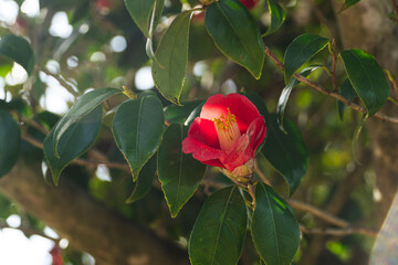제주도 동백꽃 풍경