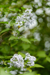 Lilac flowers. Purple lilac flowers on a blurred background