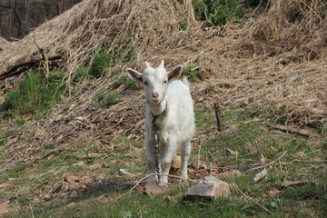 Fototapeta premium baby goat on a farm