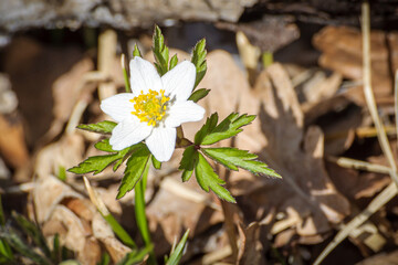 Anemone in the forest