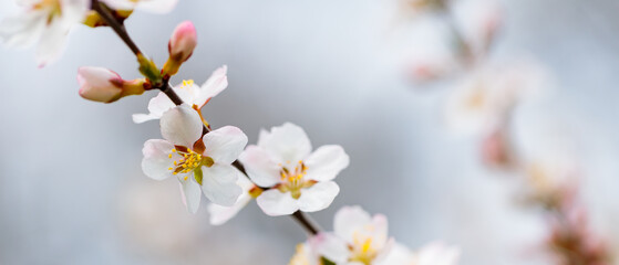 Cherry blossom. Branches of cherry blossoms on a blurred background. Spring coming concept