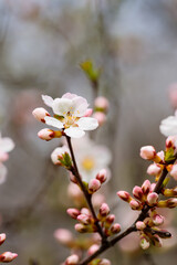 Cherry blossom. Branches of cherry blossoms on a blurred background. Spring coming concept