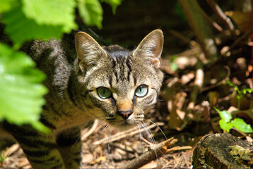 chat