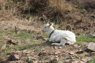 Naklejka na ściany i meble baby goat on the farm