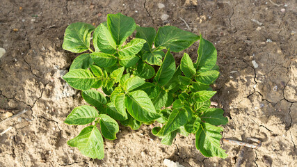Planta solanum tuberosum, de nombre común papa​ o patata