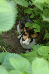 子猫を守りながら草に隠れるお母さん猫の写真
