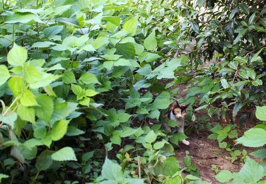 夏休みのイメージ　草むらに隠れる三毛猫の写真　保護猫　保護活動のイメージ2
