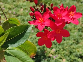 red flowers in the garden