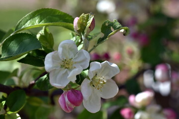 Blühender Zweig eines Zierapfels im Frühling