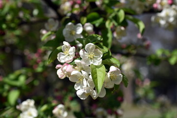 Blühender Zweig eines Zierapfels im Frühling