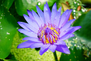 nymphaea nouchali. Purple lotus flower. Bees are sucking nectar from flowers.