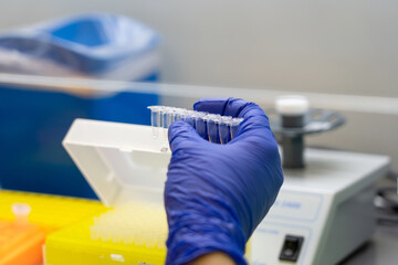 Scientist pipetting sample into vial for DNA testing. scientist loads samples DNA amplification by...
