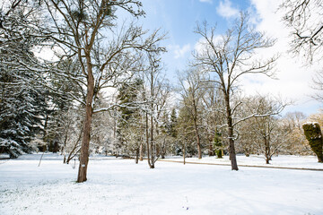 Fototapeta premium snowy trees in spring, April weather