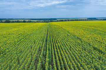 Panoramic view of sunflower field and blue sky at the background.