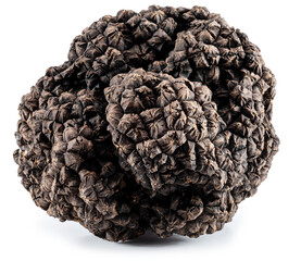 Black winter truffle on white background. The most famous of the truffles.
