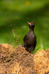 Black woodpecker, Dryocopus martius perched on old dry branch.