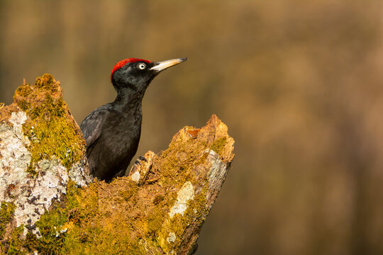 Black woodpecker, Dryocopus martius perched on old dry branch.