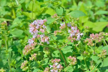 Blooming herb marjoram (Origanum vulgare)