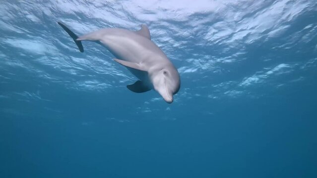 One Indo-Pacific bottlenose dolphin (Tursiops aduncus) dives in front of the camera. In slow motion