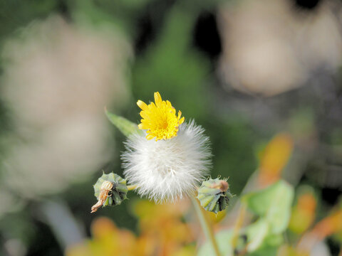 Serralha Images Browse 787 Stock Photos Vectors And Video Adobe Stock