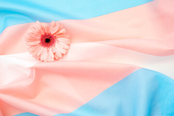 Pink flower on pink-blue flag as symbol of transgender persons, concept picture