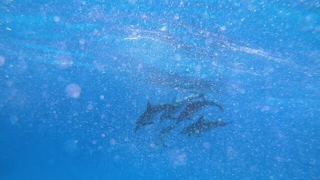 Group of spinner dolphins (Stenella longirostris) playing underwater. A swimmer observing them close.