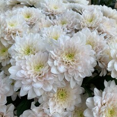 white chrysanthemum flowers