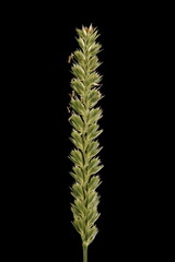 Crested Dog's Tail (Cynosurus cristatus). Inflorescence Closeup