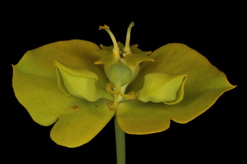 Leafy Spurge (Euphorbia virgata). Cyathium Closeup