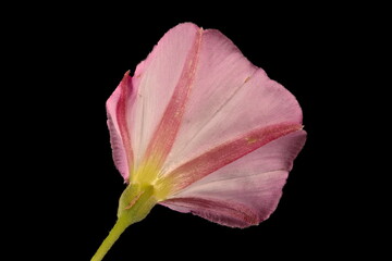 Field Bindweed (Convolvulus arvensis). Flower Closeup