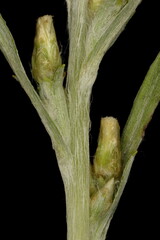 Heath Cudweed (Omalotheca sylvatica). Ancillary Capitula Closeup