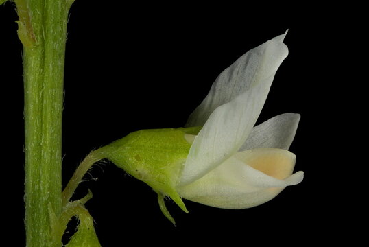 White Melilot (Melilotus albus). Isolated Flower Closeup