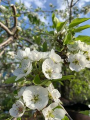 apple tree blossom