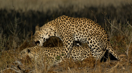 04-Leopard