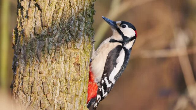 Great Spotted Woodpecker sitting upright on a tree stump and eating insects. Woodland bird with pied black and white plumage and a red patch on the lower belly. Looking for insects. Dendrocopos Major