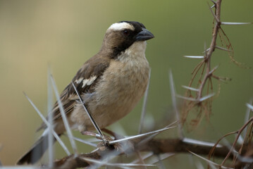 White-browed Sparow-weaver