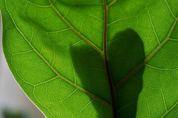 Leaf detail of the Fiddle-leaf fig plant. Macro on leaf