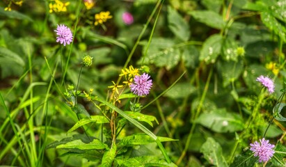 pink flowers in the meadow