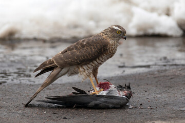 Bird of prey eats its prey/ A hawk eats a pigeon it has killed.