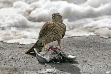 Bird of prey eats its prey/ A hawk eats a pigeon it has killed.
