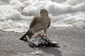  Bird of prey eats its prey/ A hawk eats a pigeon it has killed.