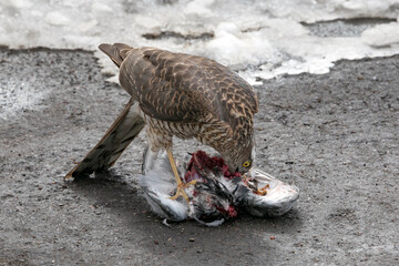 Bird of prey eats its prey/ A hawk eats a pigeon it has killed.