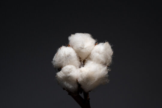 Cotton flower close up on isolated dark grey background
