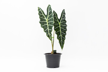 Alocasia Amazonica plant in black plastic pot with isolated white background