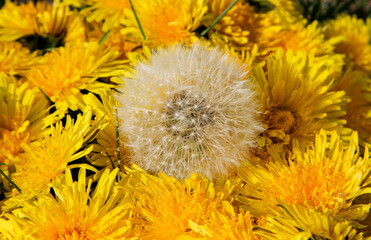 Spring blooming dandelions top view.
