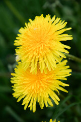 Two yellow dandelions on the grass.